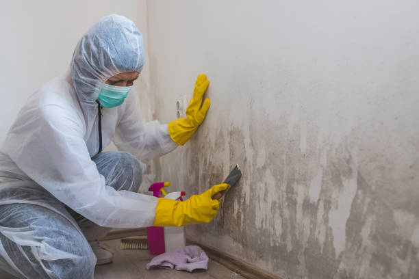 Best Industrial Mold Remediation  in Rockwell, AR